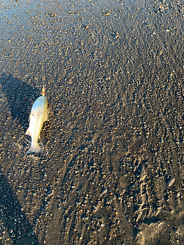 サクラマスの釣果