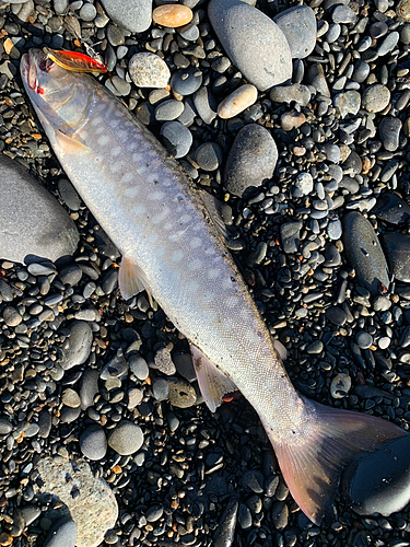 アメマスの釣果