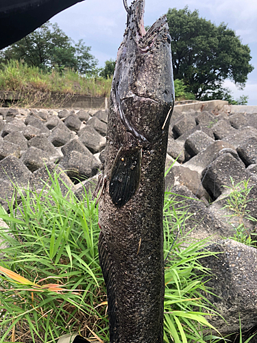 ライギョの釣果