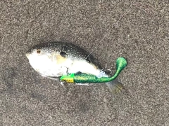 フグの釣果