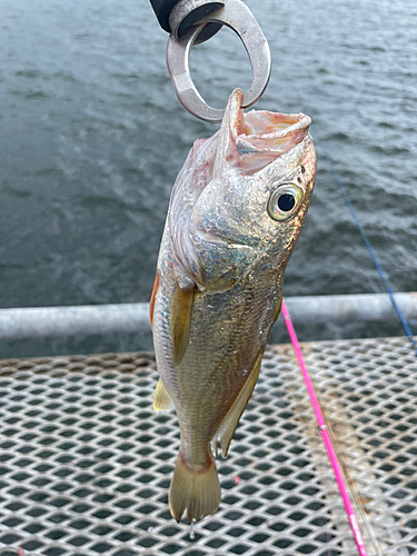 イシモチの釣果