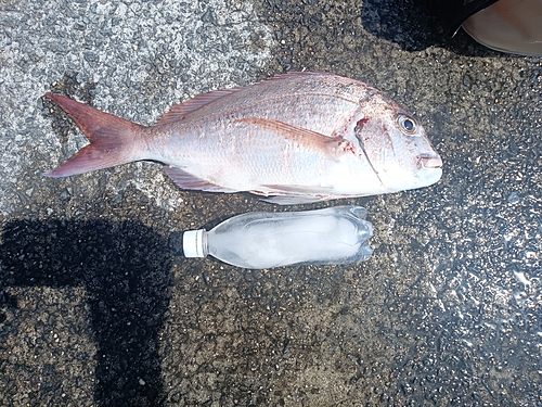 マダイの釣果