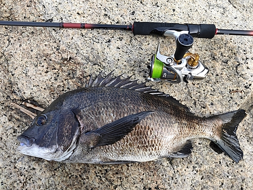 クロダイの釣果