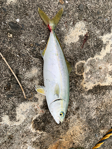 ワカシの釣果