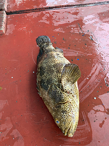 マダラハタの釣果