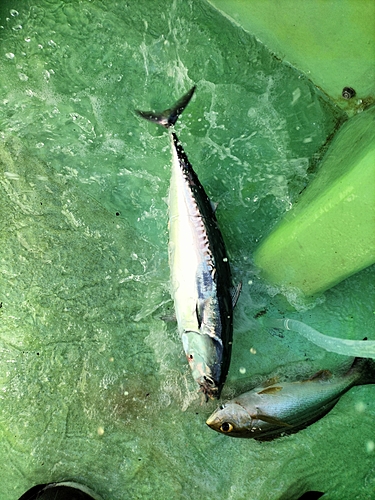 カツオの釣果