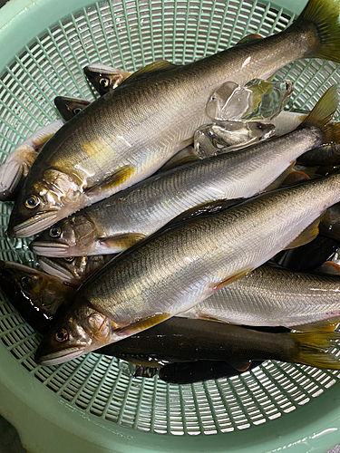 アユの釣果