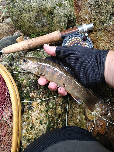 イワナの釣果