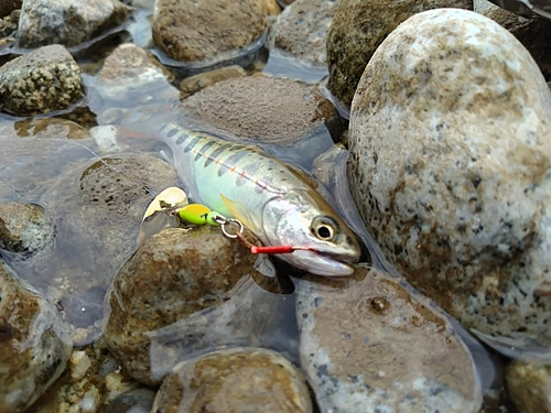 アマゴの釣果