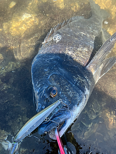 チヌの釣果