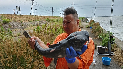 アメリカナマズの釣果