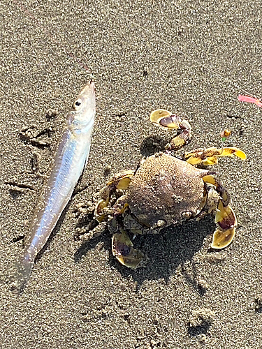 キスの釣果