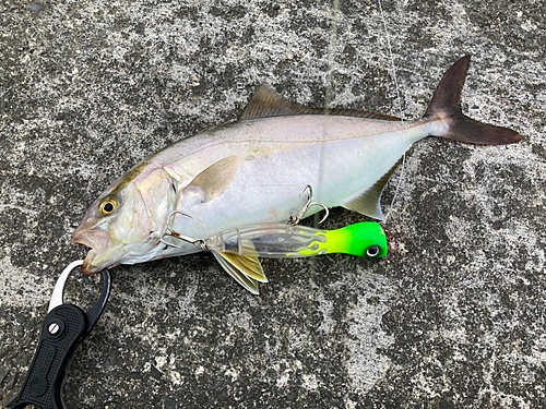 ショゴの釣果