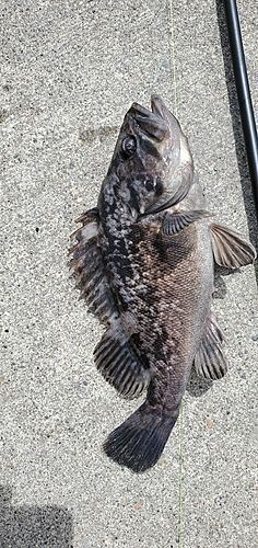 クロソイの釣果