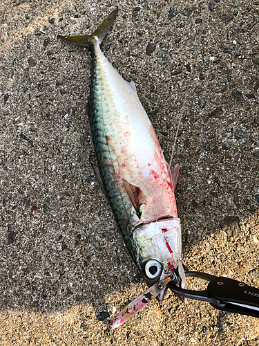 サバの釣果