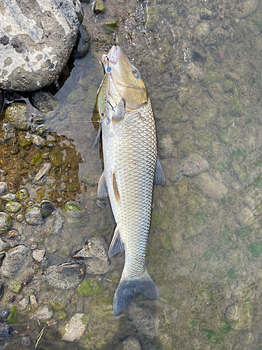 ニゴイの釣果