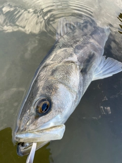 スズキの釣果