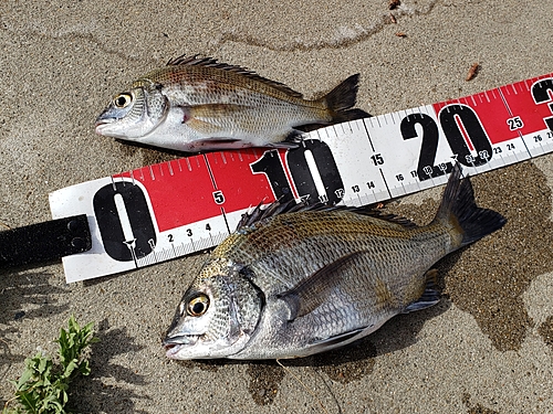 クロダイの釣果