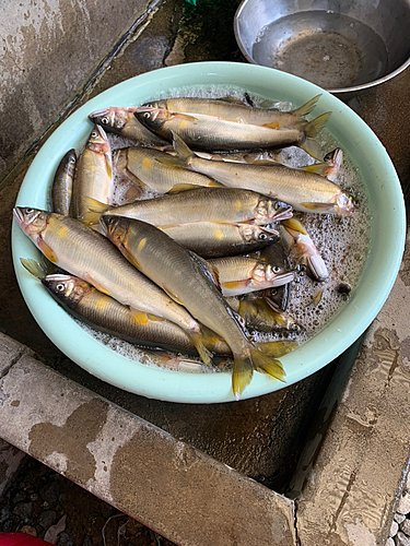 アユの釣果