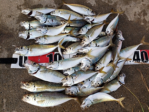 アジの釣果