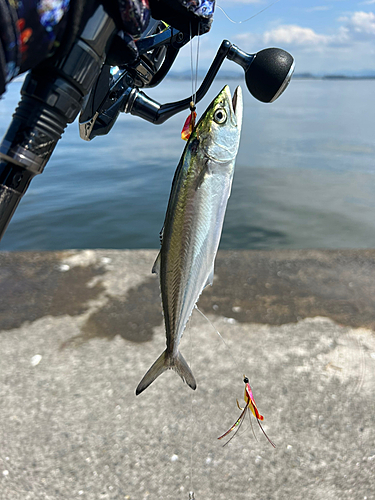 サゴシの釣果