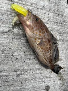 オオモンハタの釣果