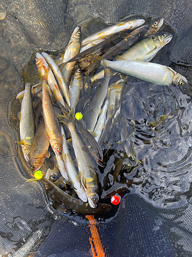 アユの釣果