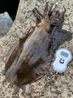 アオリイカの釣果