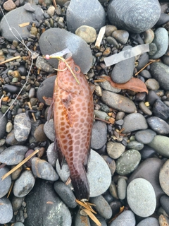 オオモンハタの釣果