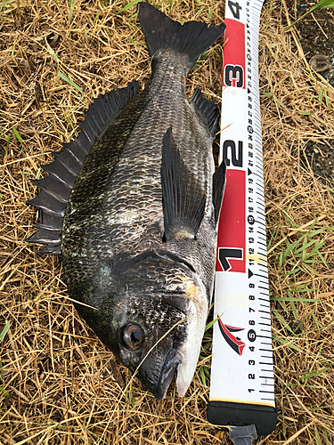 クロダイの釣果