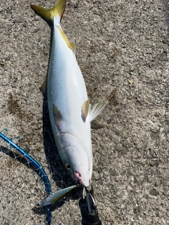 ハマチの釣果