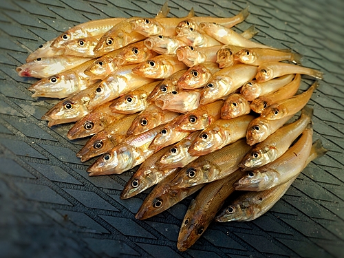 キスの釣果