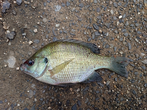 ブルーギルの釣果