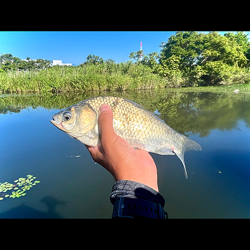 ヘラブナの釣果