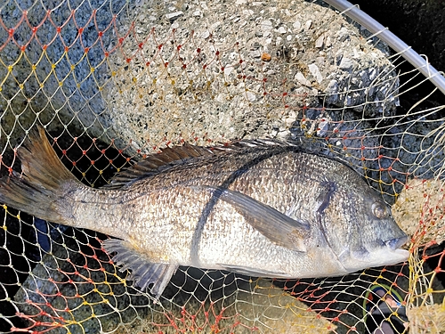 クロダイの釣果