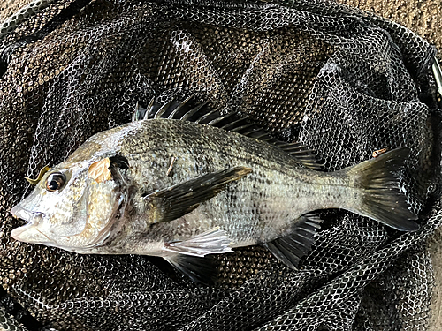 チヌの釣果