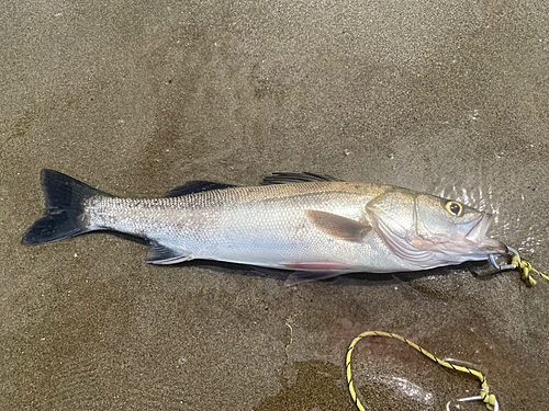 スズキの釣果