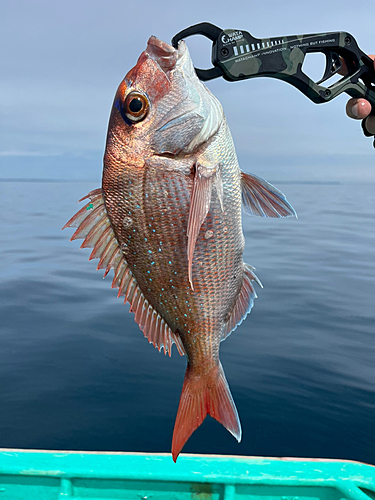 マダイの釣果