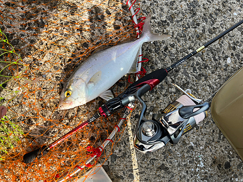 ショゴの釣果