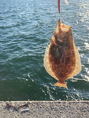 ソゲの釣果