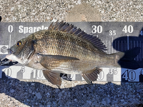 クロダイの釣果