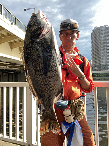 クロダイの釣果