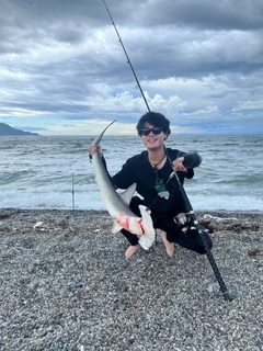 ハンマーヘッドシャークの釣果