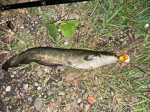 ナマズの釣果