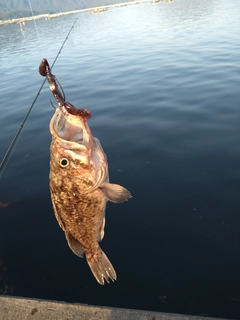 クロソイの釣果