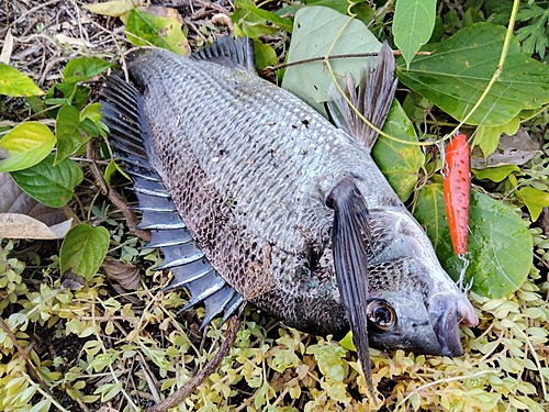 クロダイの釣果