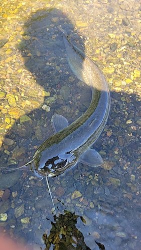 ナマズの釣果