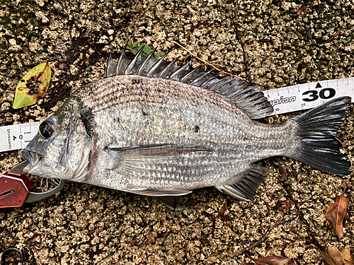 ミナミクロダイの釣果