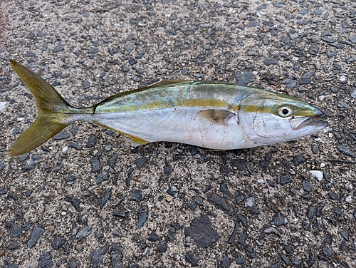 ヤズの釣果