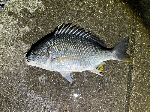 キビレの釣果